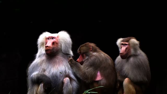big baboon