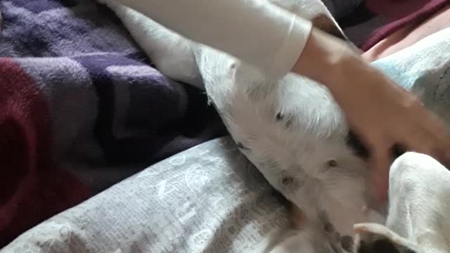 Beagle Plays dead when being cuddled