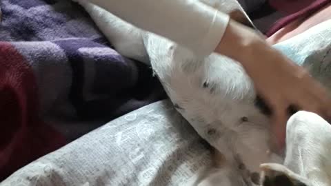 Beagle Plays dead when being cuddled