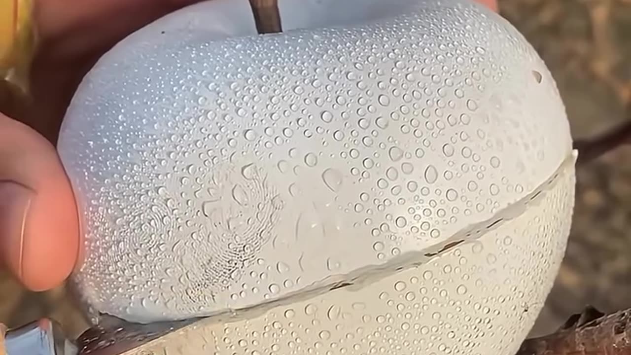 which fruit is this ?