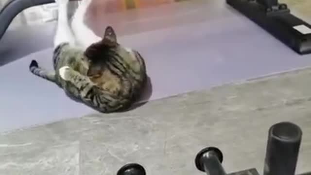 Funniest Cats and Dogs 😼😽🙀😿😾😺😸😹😻🙊🙉Part 26