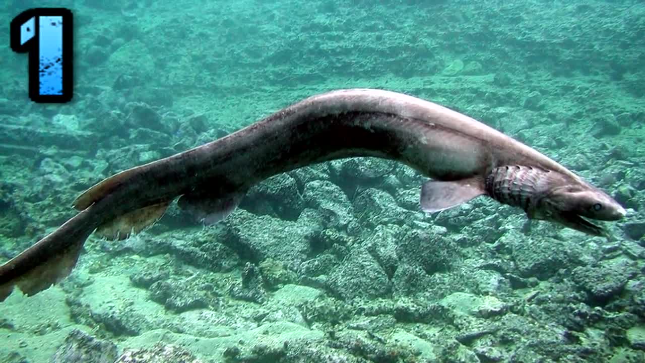 Top 5 SCARY and Weirdest Sharks You’ve Never Heard of