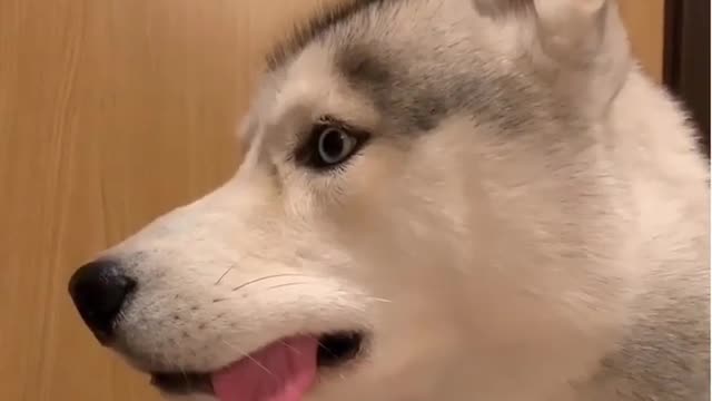 Husky has too big tongue