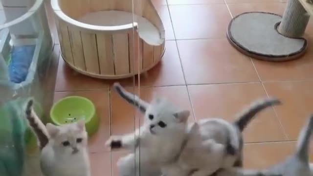 Cattttttttttttt