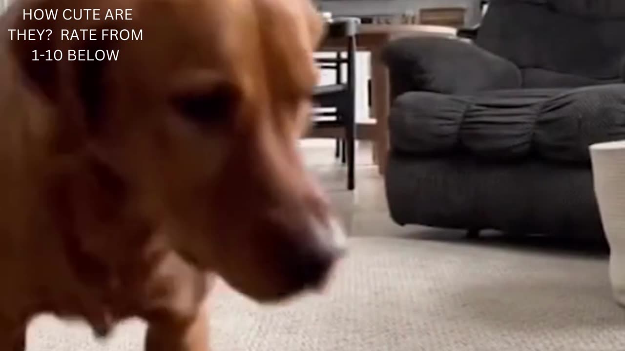 FUNNY ANIMALS 1