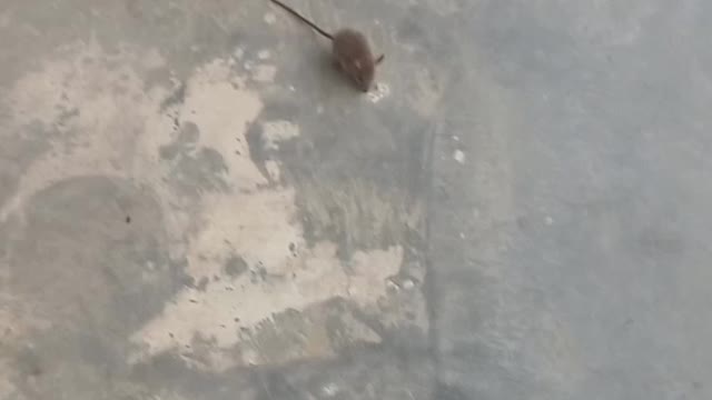 Small rate