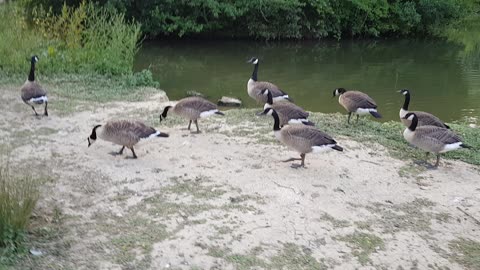 Canadians on holiday in England