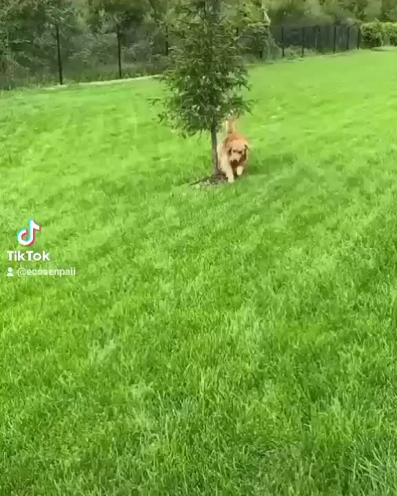 Funny dog goes bonkers.... Derp mode