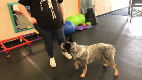 Train dogs in different ways