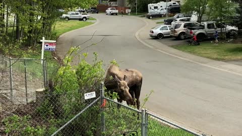 Our New Neighbors