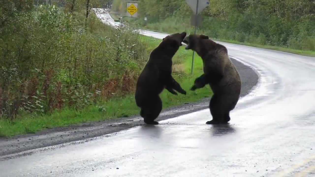 Grizzly bear fight