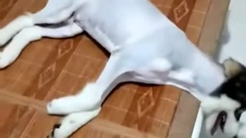 女主人把哈士奇的毛剃光了