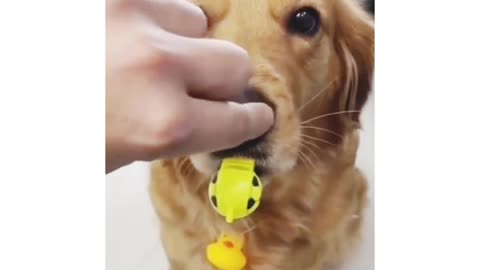 Fuuny dog