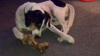 Springer and Dinosaur Bone