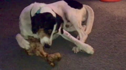 Springer and Dinosaur Bone