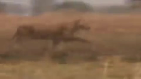 Wildlife Brave Giraffe Kick Five Lion To Save Baby - Power of LION