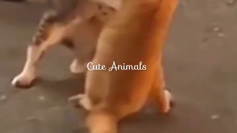 CUTE ANIMALS 😐🐕🤣