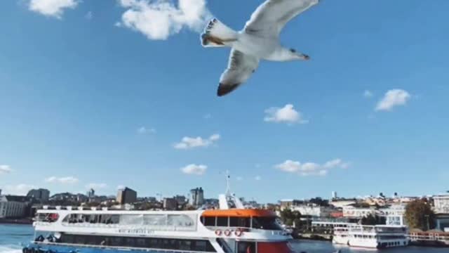 Panning shot of seagulls flying in the sea