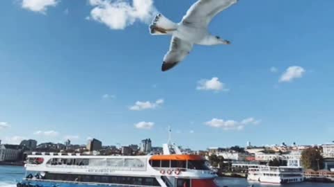 Panning shot of seagulls flying in the sea