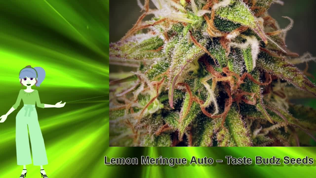 Lemon Meringue Auto – Taste Budz Seeds