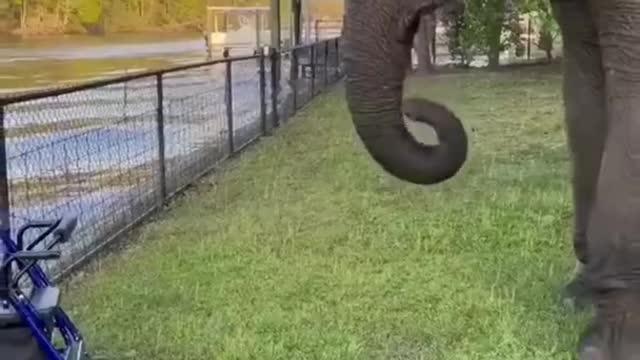 Best Funny Animal Videos of the year (2021).