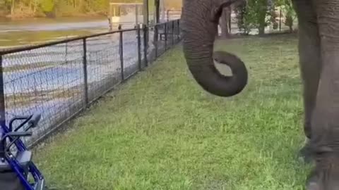 Best Funny Animal Videos of the year (2021).
