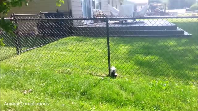 Very Funniest Compilation Baby Skunks Trying To Spray