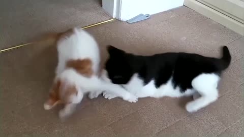 Funny & Cute Cat Fight Compilation Video