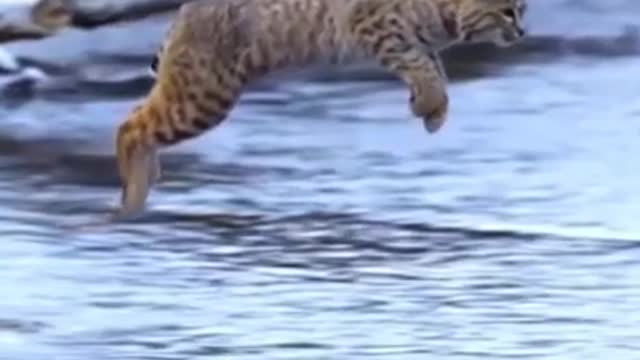 Tiger pub jump Viral Animals Video Clip Funny Animals.