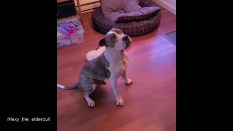 Pitbull Cute And Funny Videos