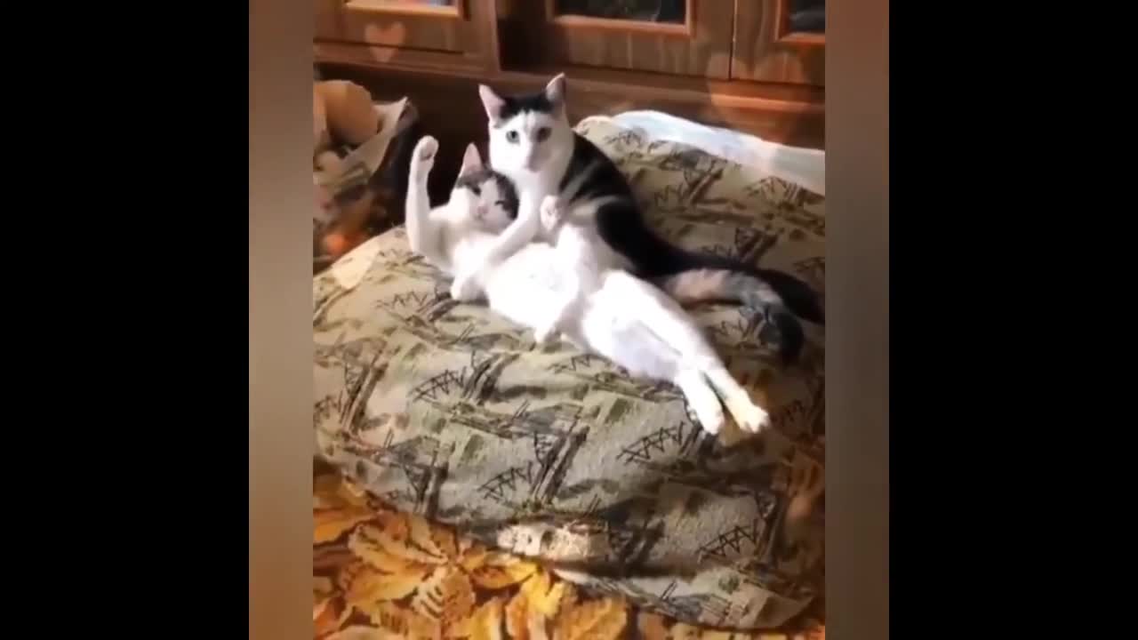 best funny cats video of 2020 compilation