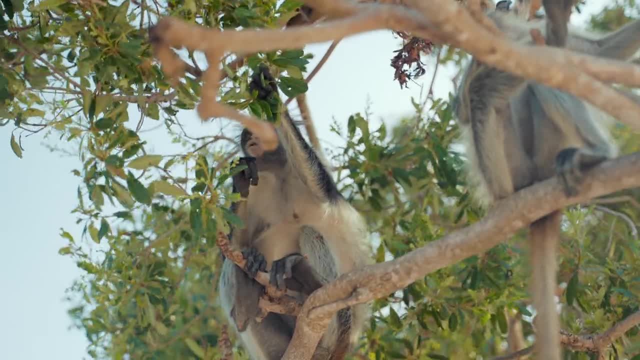 Try don't laugh ! Some monkey funny clips collection