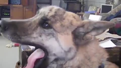 Funny Video "Talking Dog"