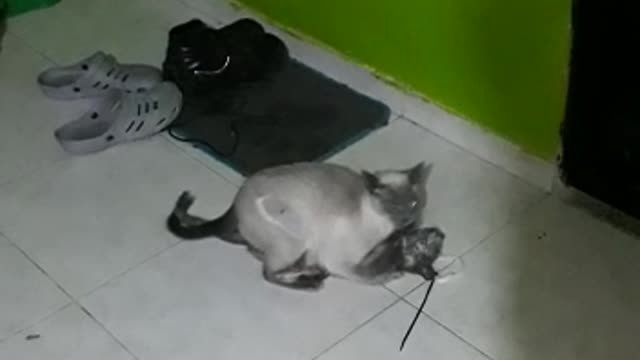 cat playing with her baby. gata jugando con su bebe