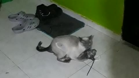 cat playing with her baby. gata jugando con su bebe