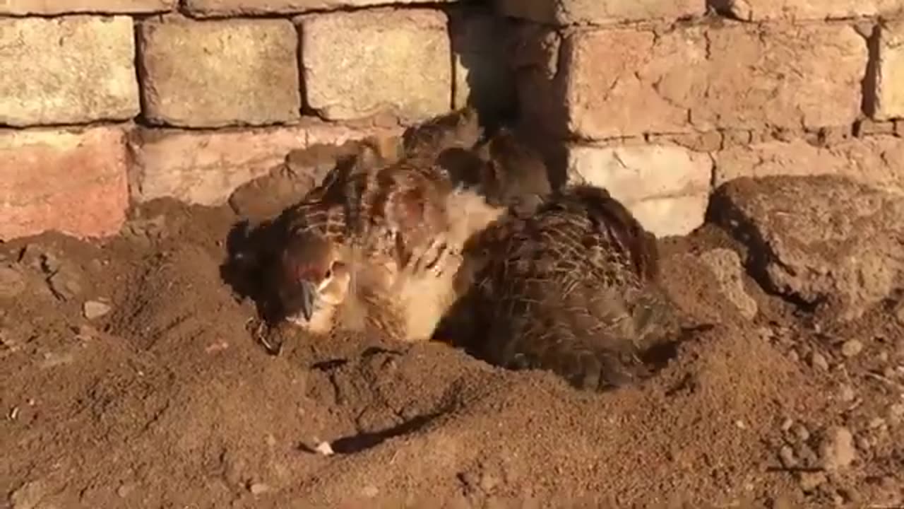 irani teetar pair,partridge birds,pheasant pair