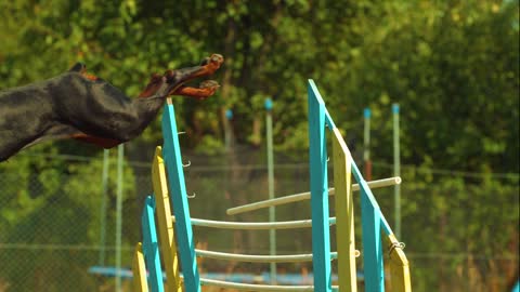 THE DOG JUMPS OVER AN OBSTACLE