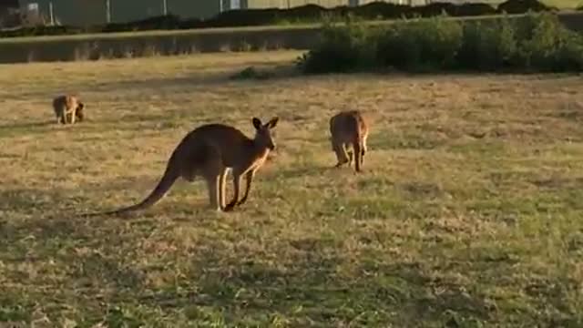 Kangaroo in the field