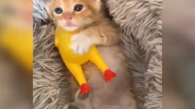 Baby cat playing with toy 😍