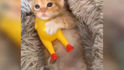 Baby cat playing with toy 😍