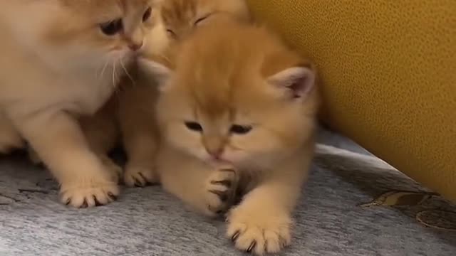 Cute mischievous cats Part 4