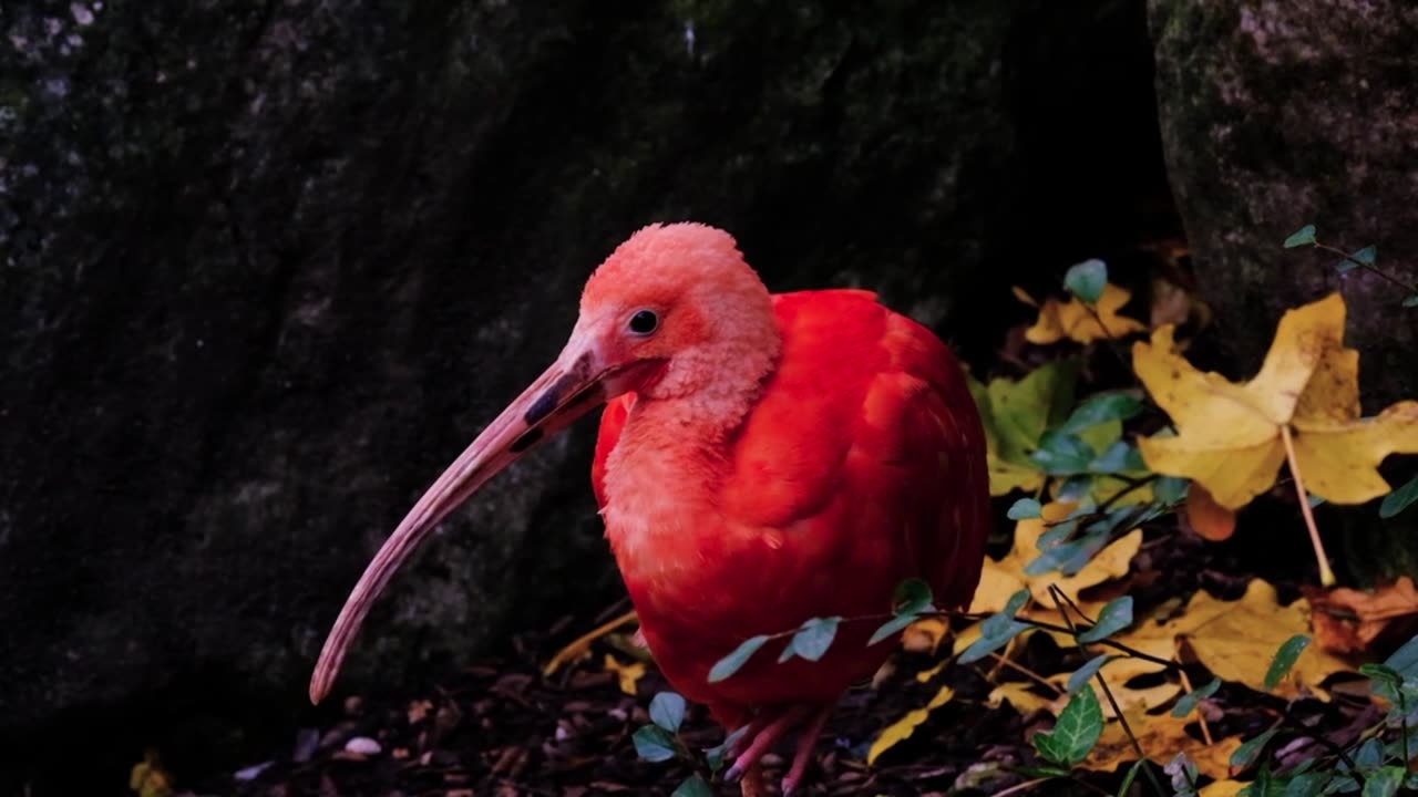 Bird