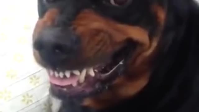 Rottweiler Shows Its Mean Face Angry Rottweiler