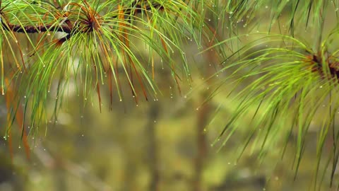Relaxing Sound of Rain and Wind in Forest _Beauty Of Nature