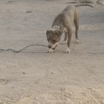 Cute Pittbull Eating