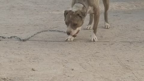 Cute Pittbull Eating