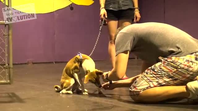 How to Train ANY DOG the Basics tricks