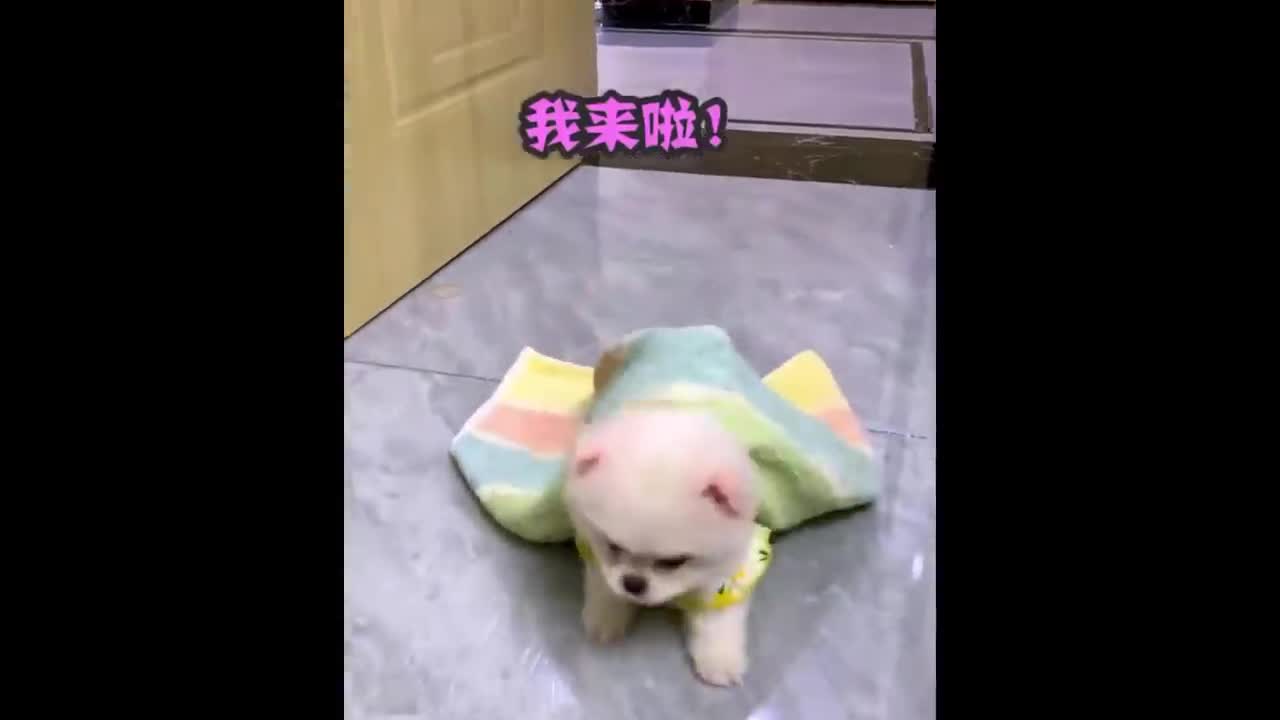 Funniest Animals - Best Of The 2022 Funny Animal Videos #