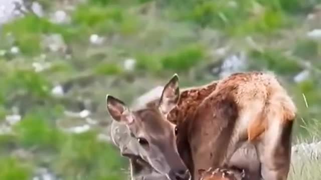 🦌Best wildlife video 2022 🦌