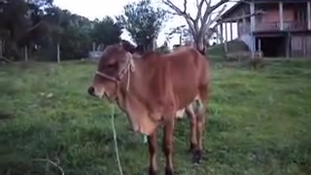 rescued calf learning to suckle